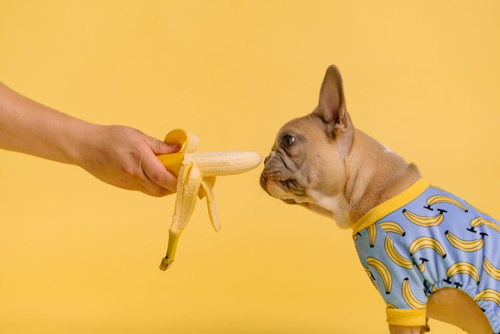 Маленькая собака ест банан