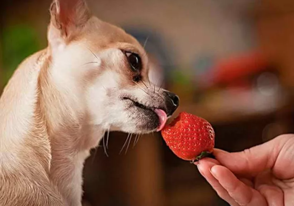 Можно ли собакам есть клубнику?