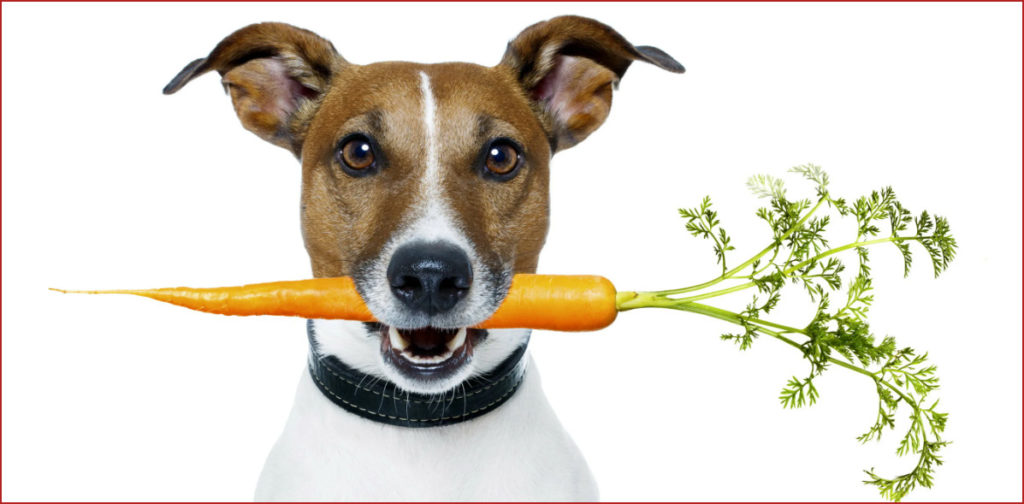 Полезна ли морковь для собак?
