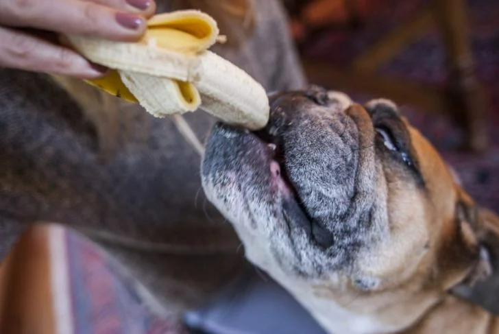 Собака есть свежий банан