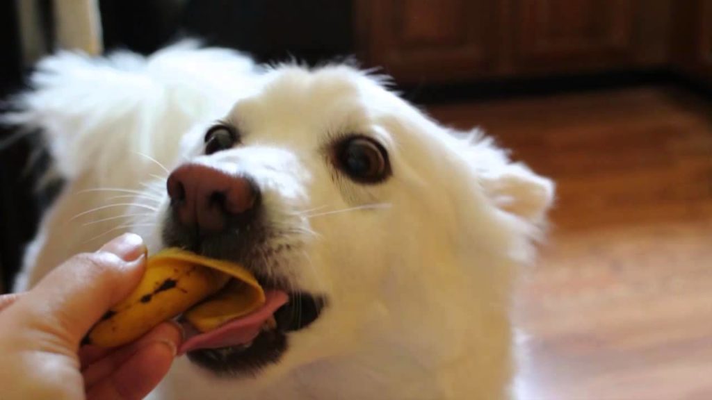 Собака с аппетитом ест банан