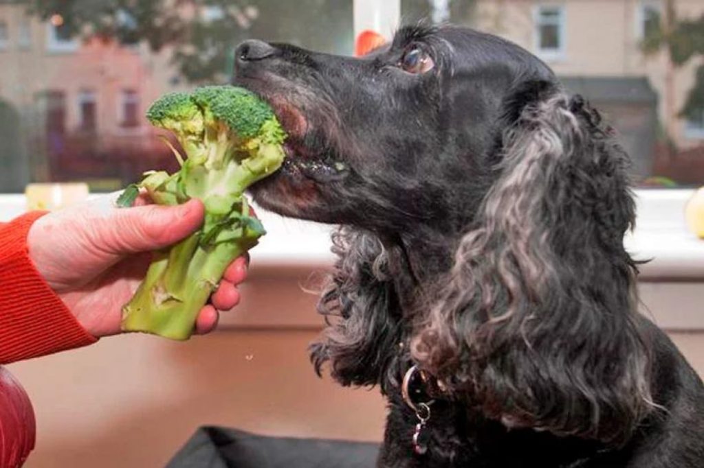 Собака ест брокколи