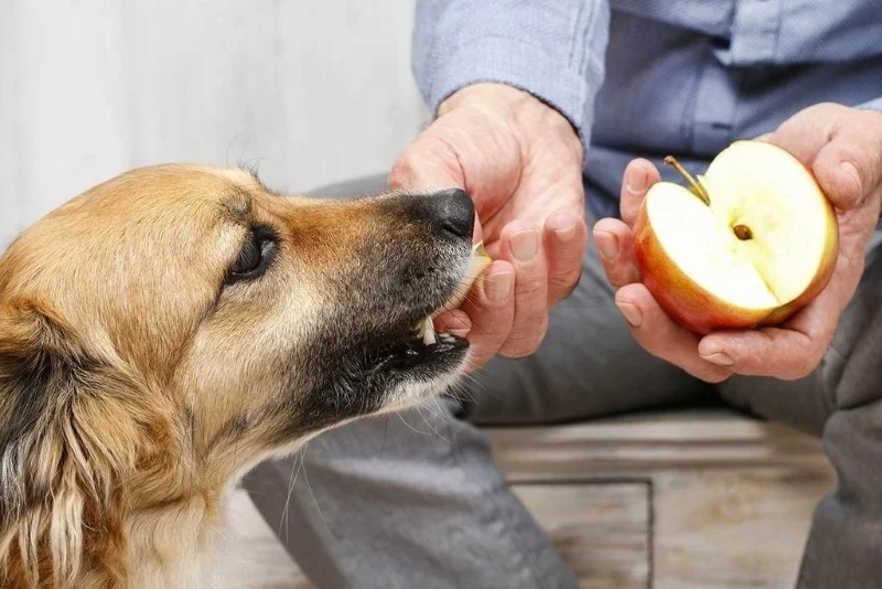 Собака ест яблоко с руки хозяина