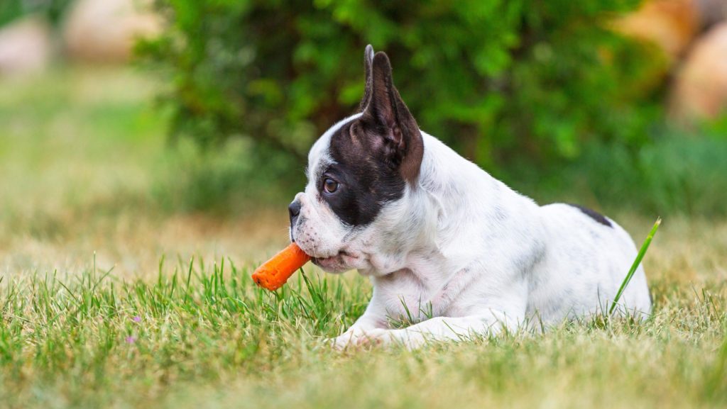Собака ест морковь лежа на траве