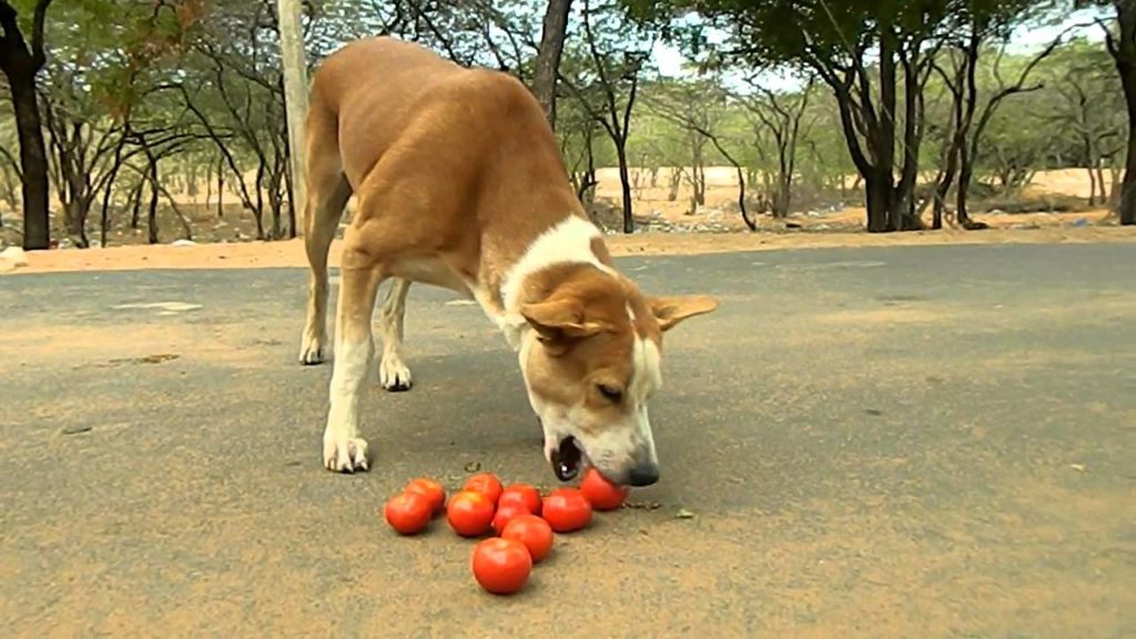 Собака ест помидоры