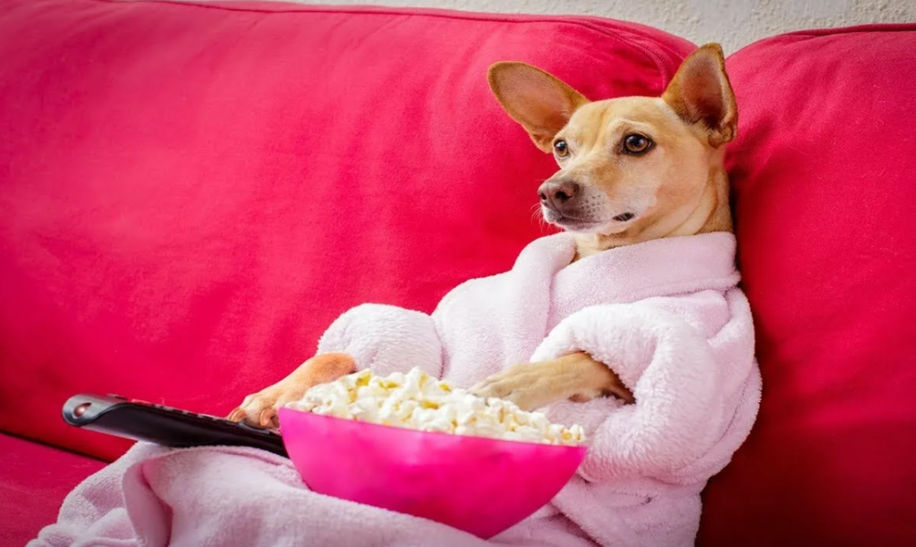 Собака ест попкорн сидя у телевизора