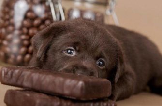 Можно ли давать собакам шоколад?
