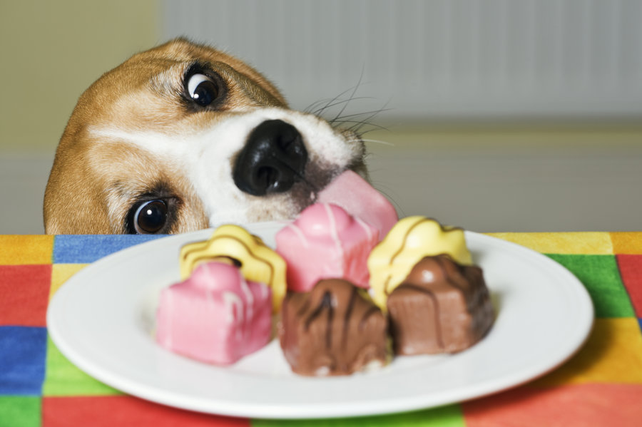 Собака ест шоколадные конфеты