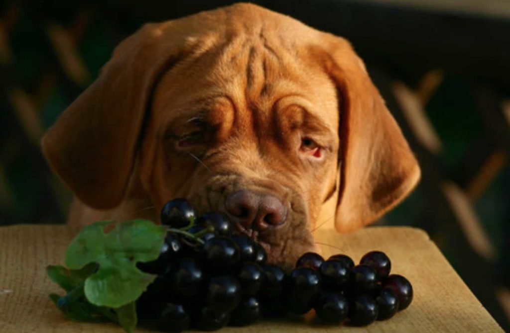 Можно ли собакам есть виноград?