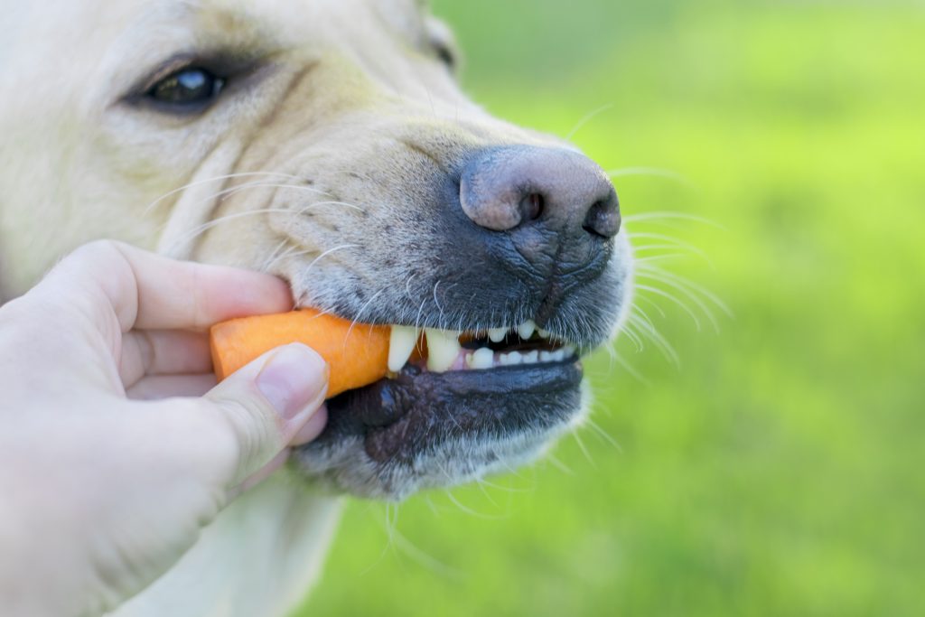 Собака грызет морковь с рук хозяйки