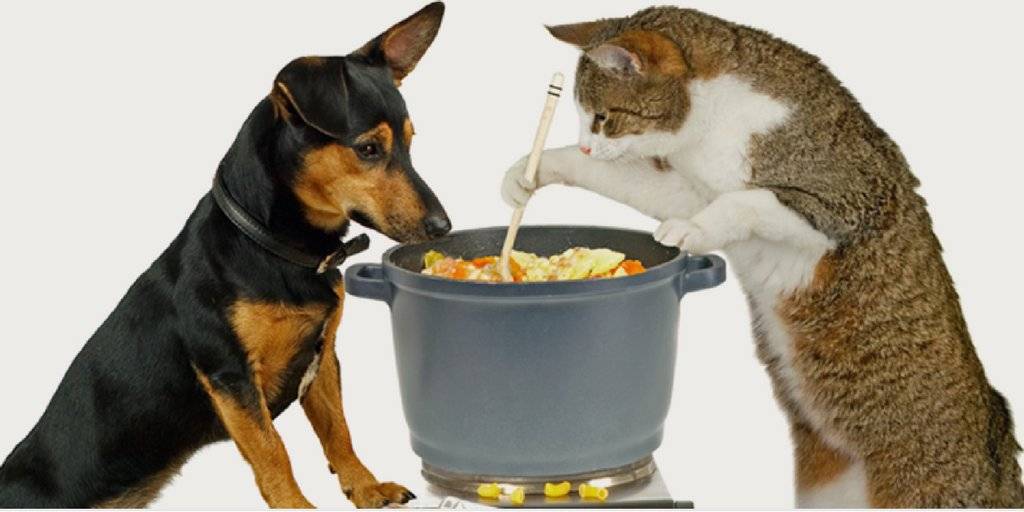 Собака с кошкой варят суп