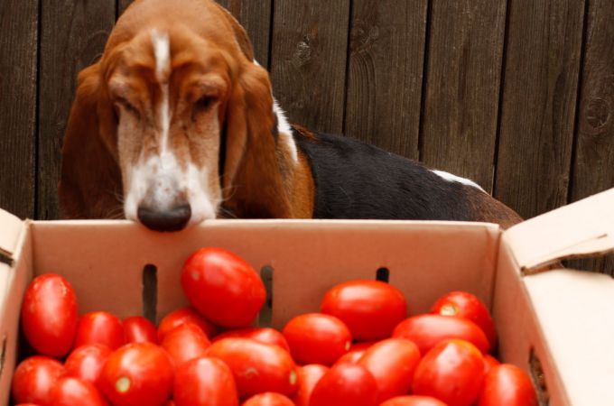 Собака смотрит на помидоры в коробке