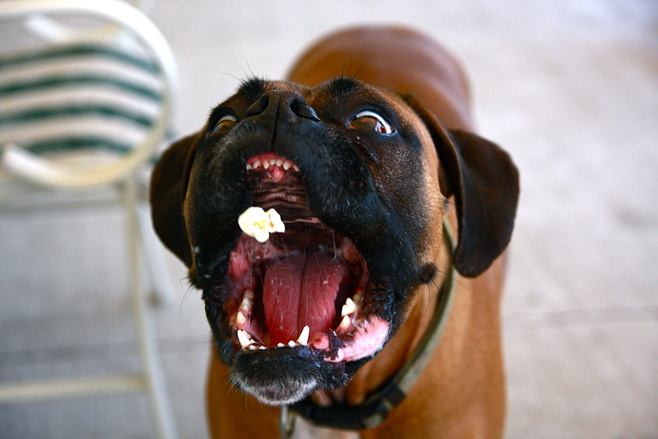 Собака ловит попкорн пастью
