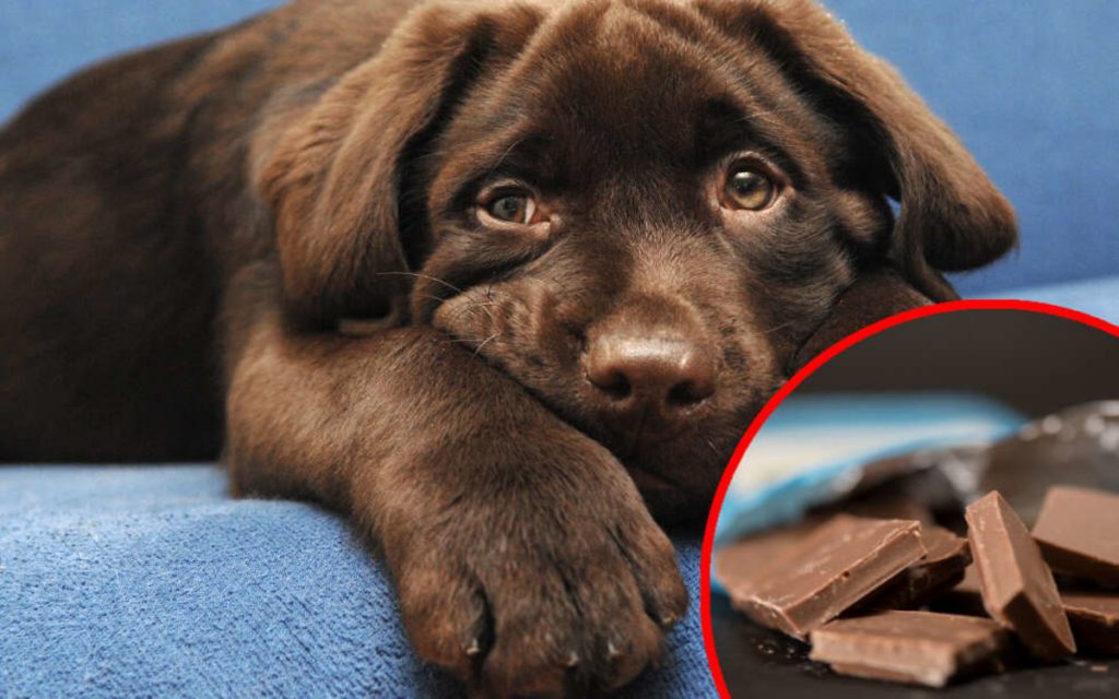 Почему шоколад опасен для собак