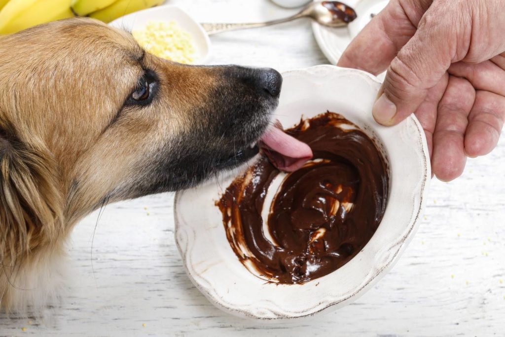 Собака слизывает шоколад с тарелки