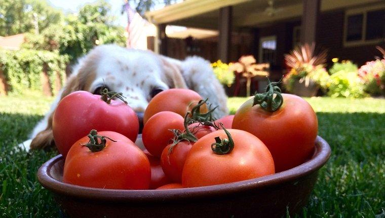 Собака смотрит на помидоры