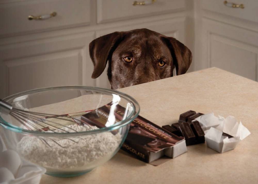 Собака смотрит на шоколад
