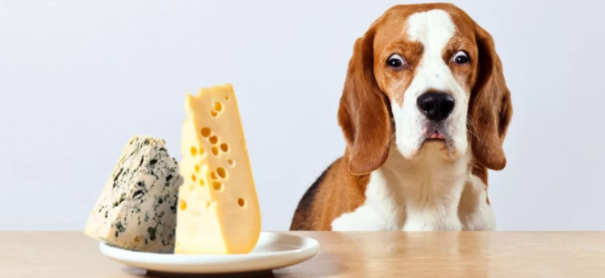 Можно ли давать собакам сыр?