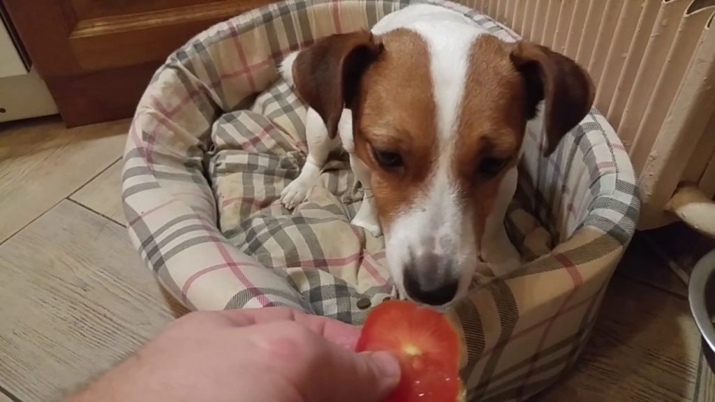 Собаке дают кусочек помидора