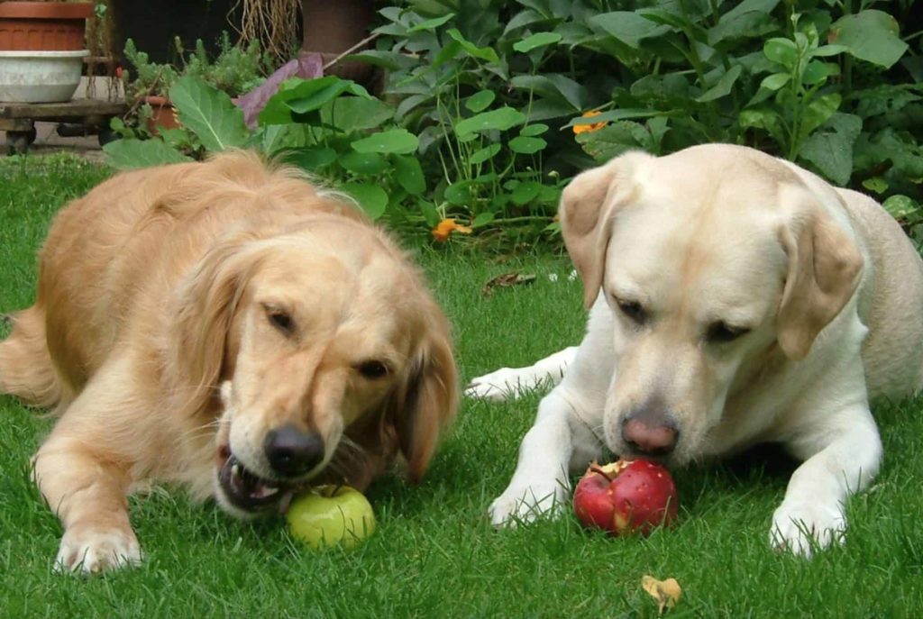 Собаки едят яблоки лежа на траве