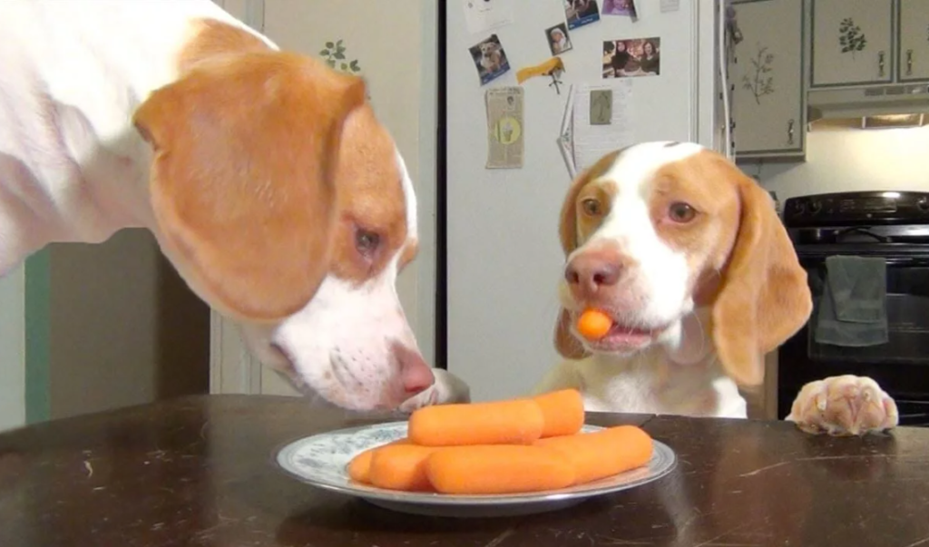 Собаки едят морковь со стола