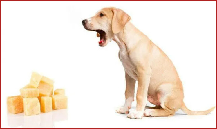 Сыр для дрессировки собаки