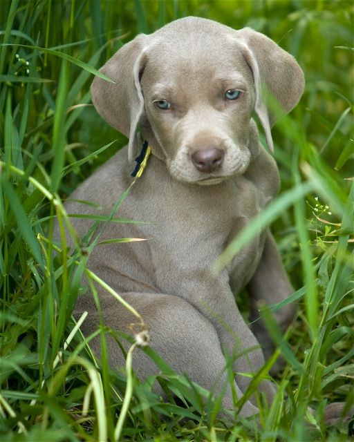 Веймаранер щенок сидит в траве