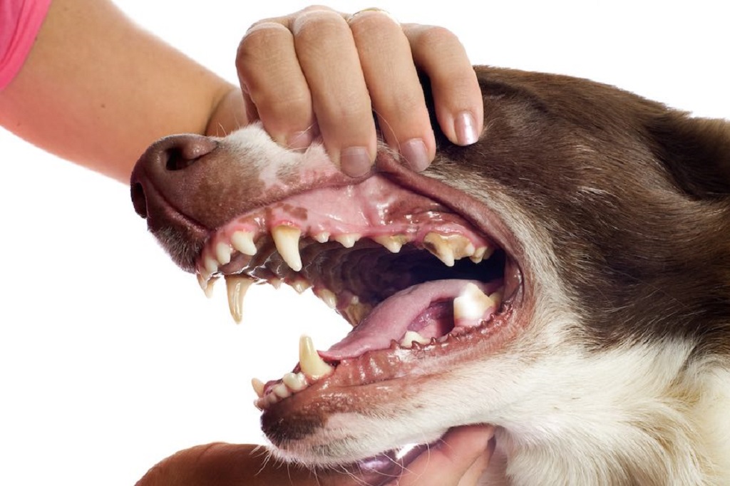 Зараженный зуб у собаки