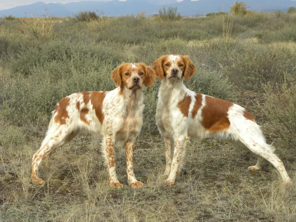 Собаки породы Бретонский эпаньоль