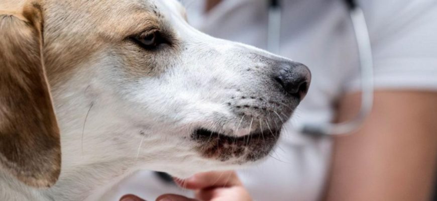 Чумка у собак: признаки, симптомы и лечение