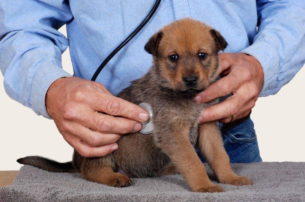 Какие собаки подвержены риску заболеть чумкой?