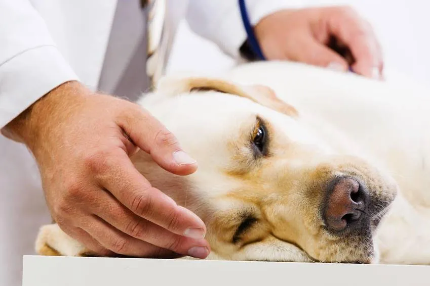 Как лечится вздутие живота у собак?