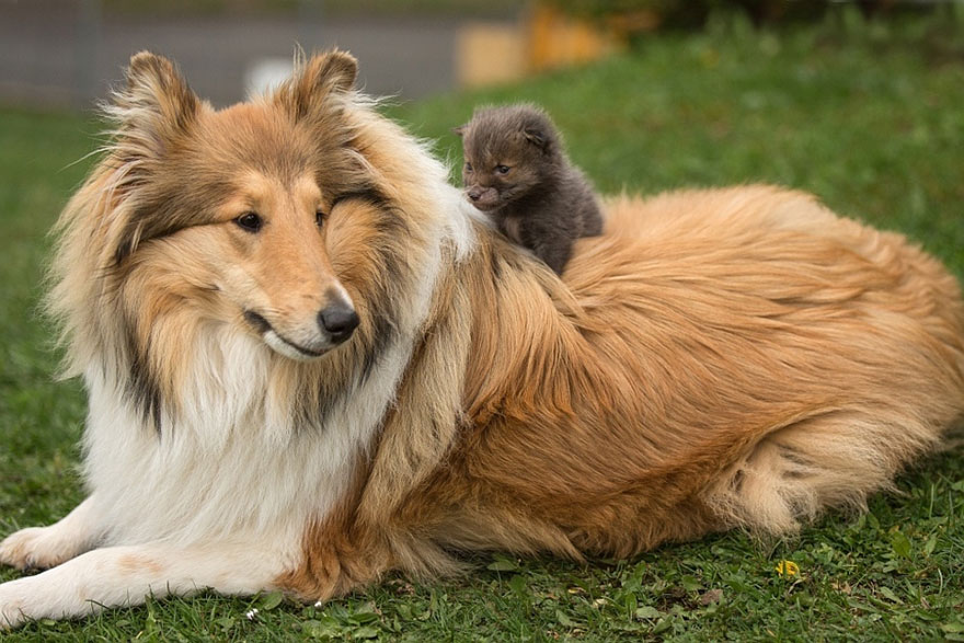 Собака Колли со своим щенком