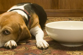 Панкреатит у собак: признаки, симптомы и лечение