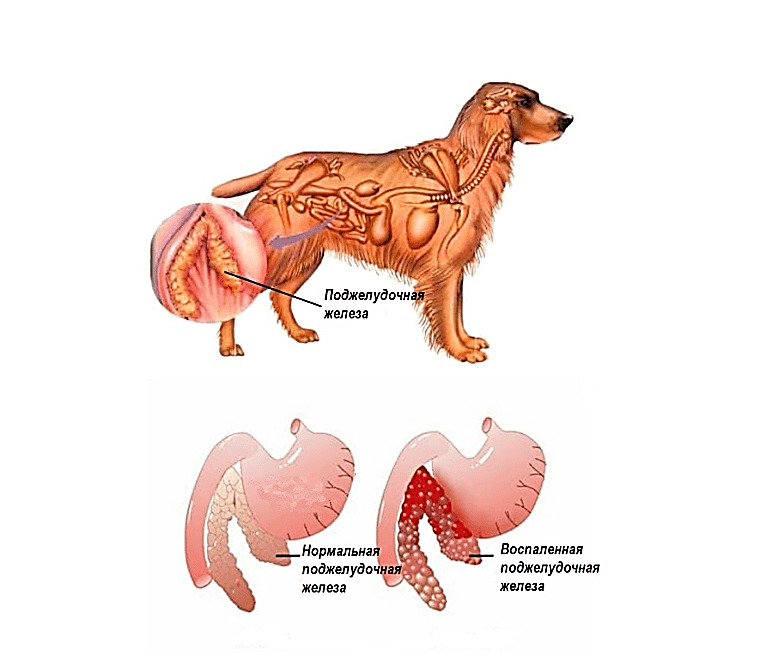 Что такое панкреатит у собак?