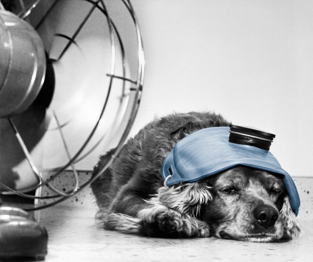 Распространенные причины теплового удара у собак