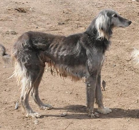Тайган - порода гончих собак