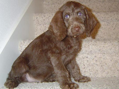 Веймардудль - щенок коричневого окраса