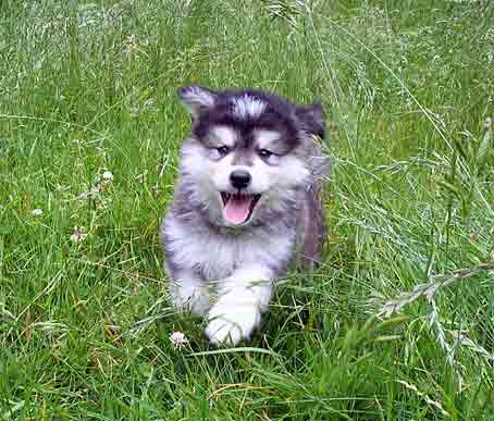 Воламут щенок бежит по траве