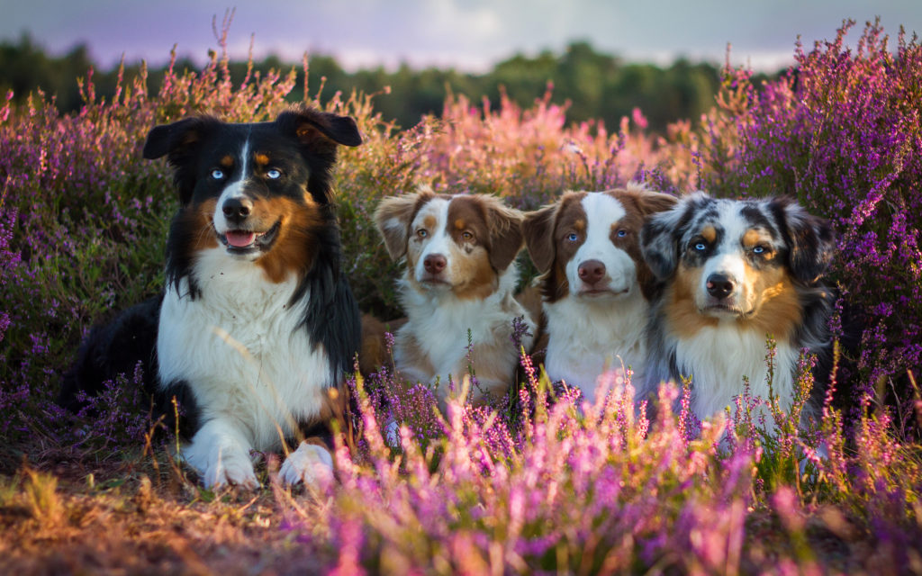 Австралийская овчарка аусси со своими щенками