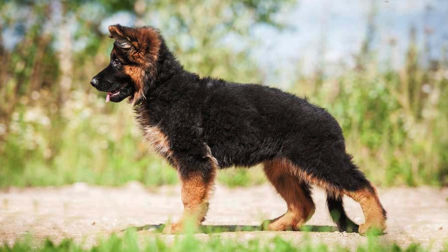 Немецкая овчарка - фото щенка