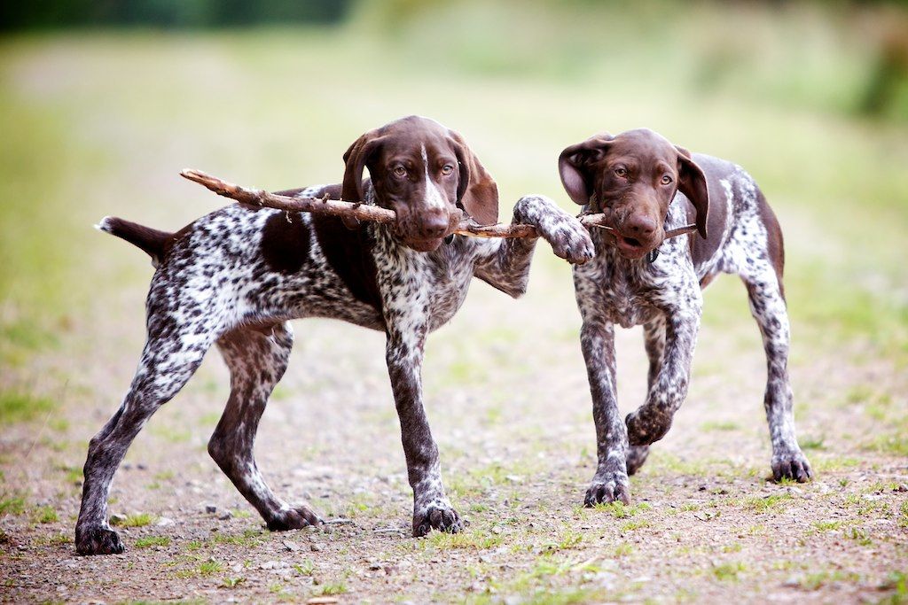 Курцхаар (немецкая короткошерстная легавая) - собаки играют с палкой