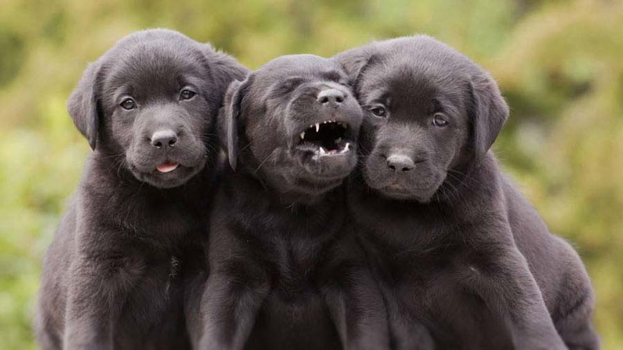 Лабрадор-ретривер - щенки черные фото