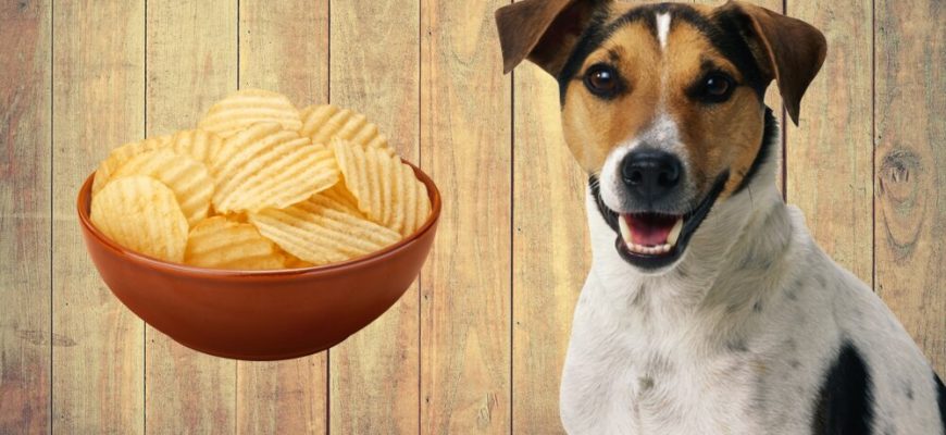 Можно ли давать собаке чипсы из магазина?