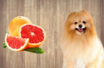 Можно ли давать собаке грейпфрут?