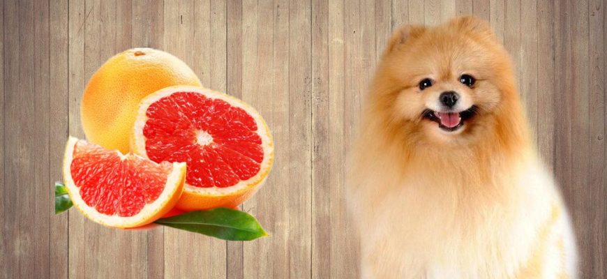 Можно ли давать собаке грейпфрут?