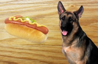 Можно ли давать собаке хот-дог?