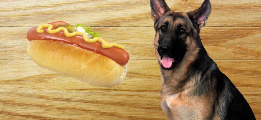 Можно ли давать собаке хот-дог?