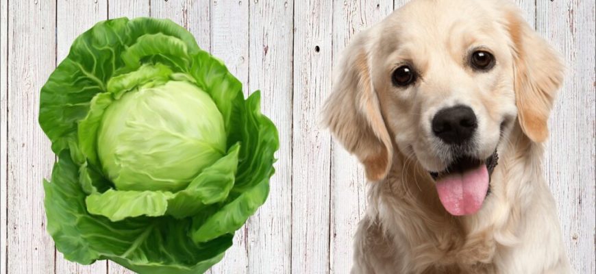Можно ли давать собаке капусту?