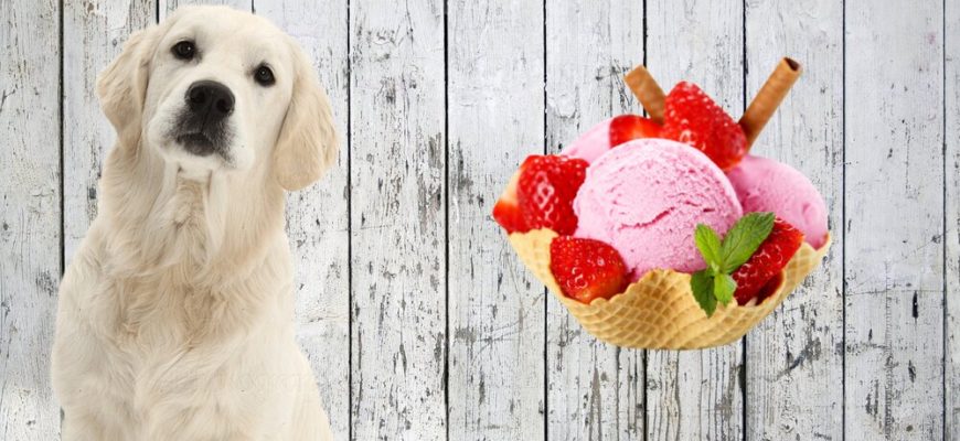 Можно ли давать собаке клубничное мороженое